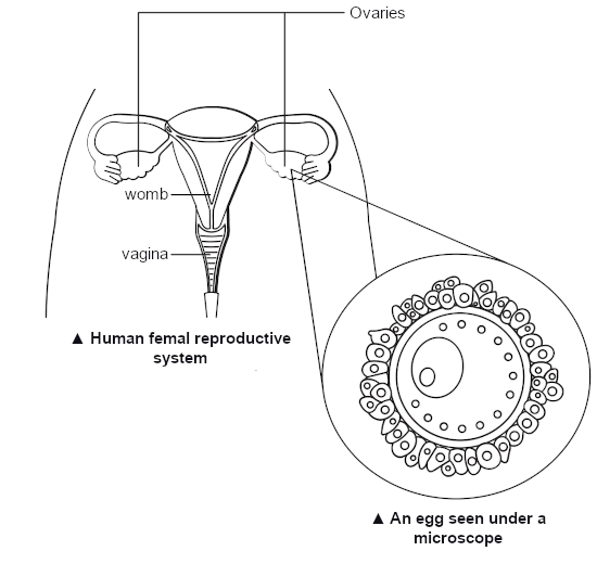 Human Reproduction Parts and Functions Primary 5 Science Geniebook